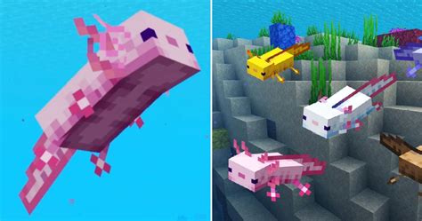 Minecraft Everything You Need To Know About Axolotls
