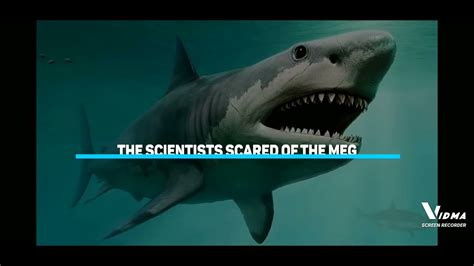 Megalodon Caught On Camera And Spotted In Real Life Reaction