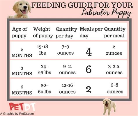 These include giving your dog enough exercise, playtime, and, of course, food. labrador diet plan