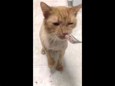 Broken teeth or jaw fractures may lead to pain and drooling. How to feed a pathetic little cat with no teeth. - YouTube
