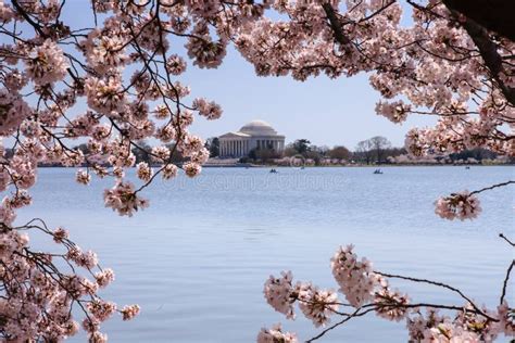 Washington Dc Cherry Blossoms Monument Tidal Basin Stock Photo Image