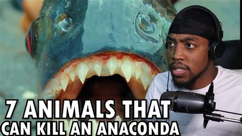 7 Animals That Could Defeat An Anaconda Youtube