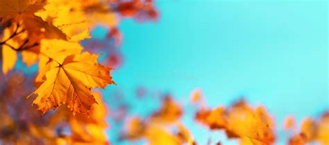 Autumn Yellow Leaves On Blue Sky Background Golden Autumn Concept