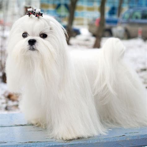 Dog Breeds With Long Hair