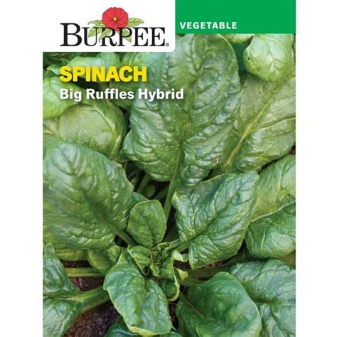 Burpee Big Ruffles Hybrid Spinach Vegetable Seed 1 Pack