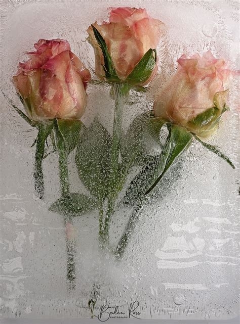 How To Do Frozen Flower Photography Bevlea Ross Photography