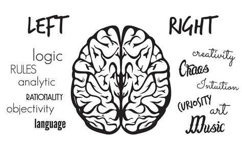 Left Brain Right Brain Comparison Medicare Solutions Blog