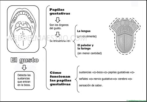 Sentido Del Gusto Los Sabores Web Del Maestro