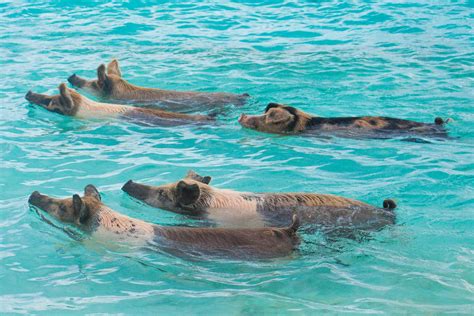 The Swimming Pigs Exuma Story Why There Are Pigs In The Bahamas