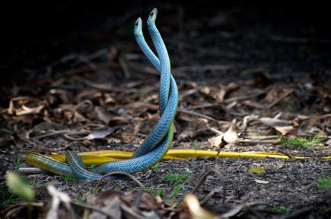 How Do Snakes Reproduce Explained Reptilekingdoms