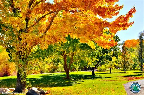 Adding Fall Colors In A Landscape Eagleson Landscape Co