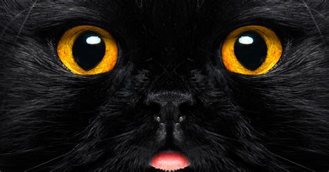 El Gato Negro Y Sus Mitos Hospital Veterinario Agromédica