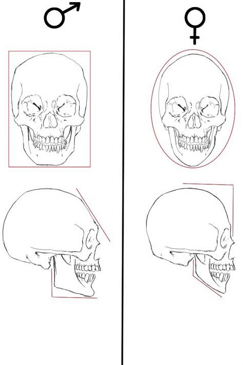 Male And Female Skull Differences By Olgatarta Skull Model Skull