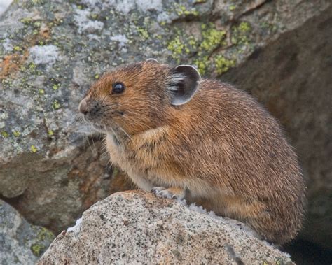 Pika Threatened By Climate Change Saving Earth Encyclopedia Britannica