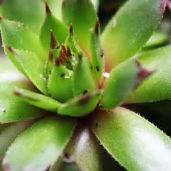 Maybe you would like to learn more about one of these? How to Handle Succulent Pests | | Print A Pot