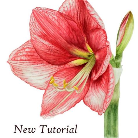 🌺 This New Amaryllis Tutorial Is Now Available Inside The Watercolor