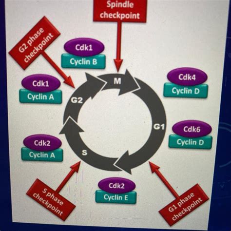 Cell Cycle And Checkpoints Worksheet