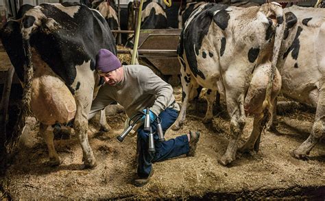 Dairy Farm Milking Process