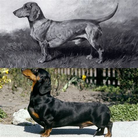 Dachshund Dog Breeds A To Z Popping Dog Originshistorytraining