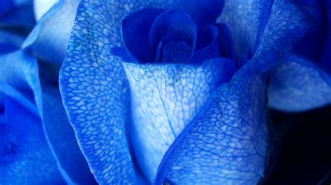 Blue Rose Close Up Wallpapers And Images Wallpapers