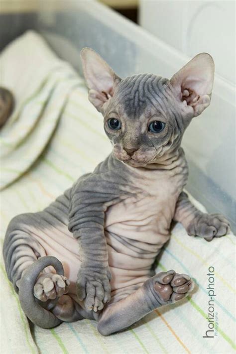 Cutest Sphynx Kittenscats Sphynxlair