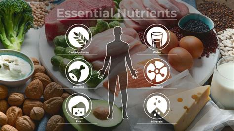 Essential Nutrients Your Guide To A Balanced Diet Fitpage
