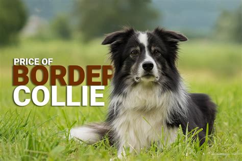 Border Collie Price In India 2023 How Much Would It Cost Dog Wise
