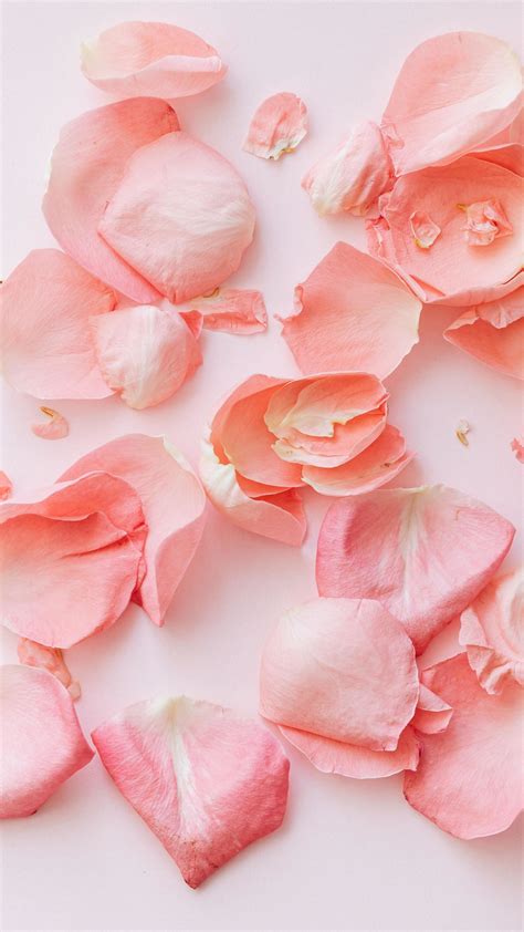 2160x3840 Rose Petals Flower Wallpaper Flower Iphone Wallpaper