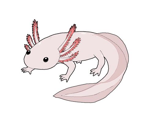 Easy Step Axolotl Drawing Axolotl Drawing Bat Symphony Png