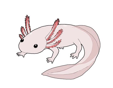 How to draw an axolotl, also known as s mexican salamander or a mexican walking fish. animaletti kawaii favourites by FuriarossaAndMimma on ...