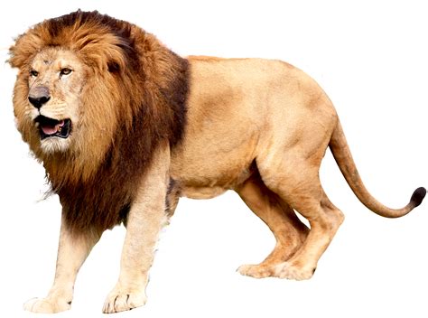 Roaring Lion Image PNG Transparent Background, Free Download #42273 png image