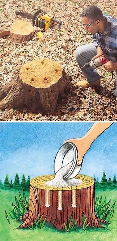 Easy Stump Removal With This Epsom Salt Formula Tree Stump Removal