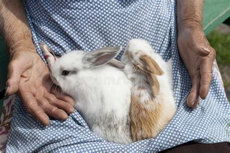 Rabbits In The Hands Stock Image Image Of Animals Care 23905415