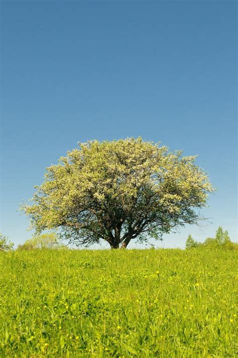 Blooming Apple Tree In Field Stock Photo Image Of Landscape Grass