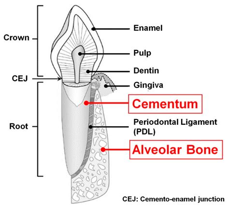 Supporting Alveolar Bone