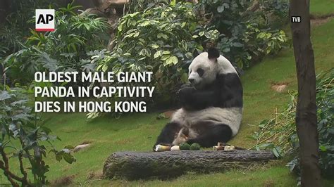 Worlds Oldest Male Panda Dies In Hong Kong