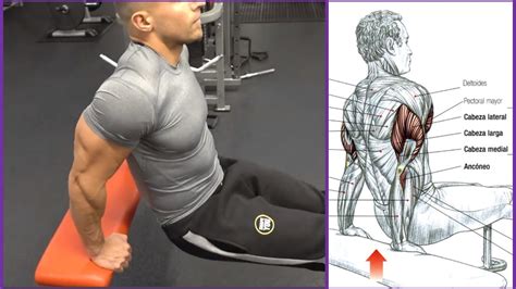 Supino no banco reto com pegada fechada. 4 Ejercicios para el Triceps (Workout) | Fitness Body ...