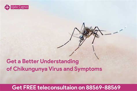Get A Better Understanding Of Chikungunya Virus And Symptoms Ujala Cygnus