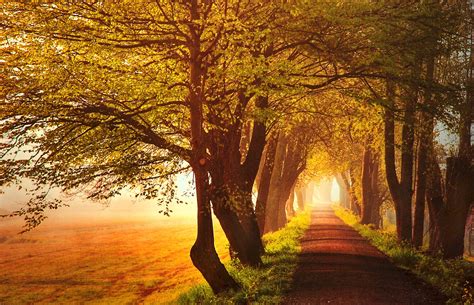 739606 Roads Autumn Trees Avenue Rare Gallery Hd Wallpapers