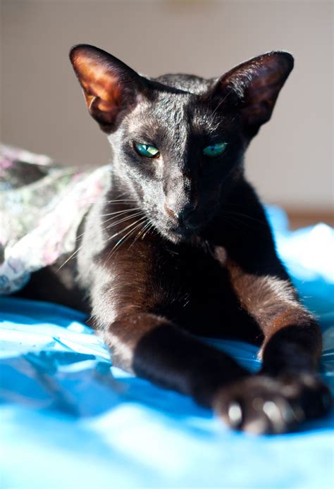 A Guide To Oriental Shorthair Kittens