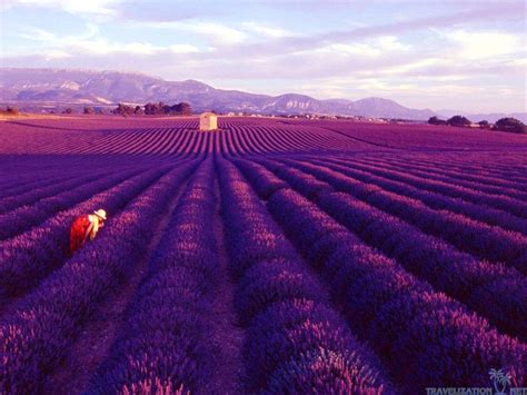 Lavender Fields Provence France Most Beautiful Places