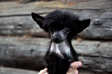 17 Best Images About Chinese Crested Dogs On Pinterest Toy Dogs