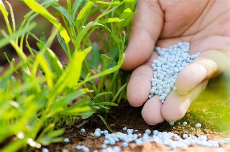 Liquid fertilizer many home gardeners use because of fast results, easy use, safe and many more ways to apply than dry chemical liquid fertilizer: Plants that 'fertilize themselves'? Gene discovery could ...