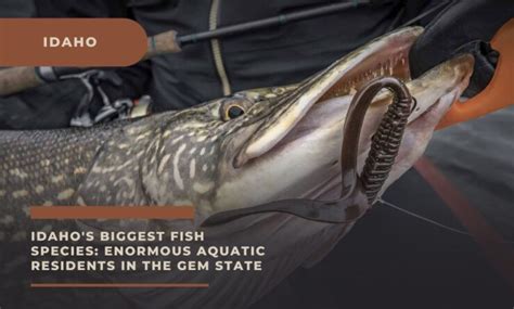 Idahos Biggest Fish Species Enormous Aquatic Residents In The Gem State