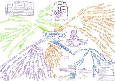 Respiratory System Concept Map Mind Map Examples Mind Map Concept Map