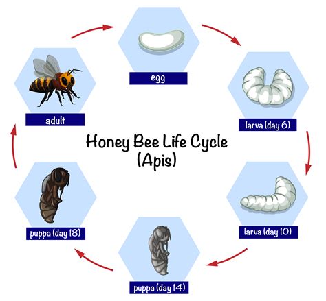 Diagram Life Cycle Of Honey Bee Gallery