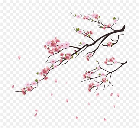 Falling Flowers Petal Png Image Free Download Searchpng Cherry Blossom Tree Png Transparent