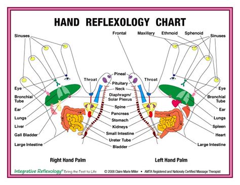 Zone Body Reflexology Chart Gentle Touch Reflexology Vertical Reflex