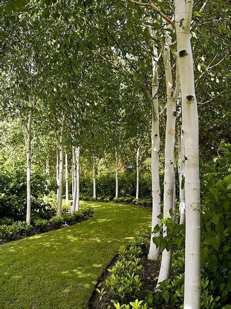 Whitespire Birch Trees Plants Trees And Shrubs Pinterest