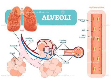 Lungs Alveoli Anatomical Vector Illustration Diagram Information Poster